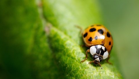 Обои зелень, макро, лист, насекомые, божья коровка, greens, macro, sheet, insects, ladybug разрешение 2560x1560 Загрузить