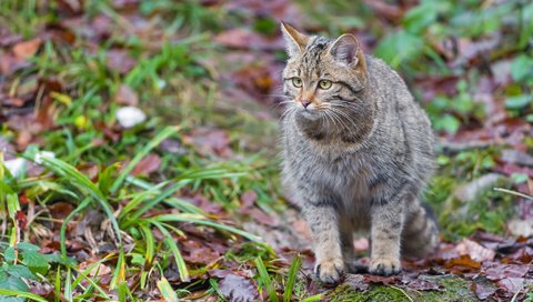 Обои трава, листья, кошка, дикий кот, лесной кот, grass, leaves, cat, wild cat, wildcat разрешение 2048x1365 Загрузить