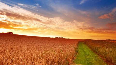 Обои небо, дорога, трава, облака, солнце, поле, колосья, пшеница, the sky, road, grass, clouds, the sun, field, ears, wheat разрешение 2560x1600 Загрузить