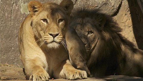 Обои львы, лев, львица, зоопарк, lions, leo, lioness, zoo разрешение 2560x1600 Загрузить