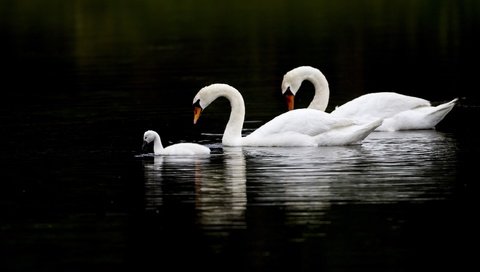 Обои озеро, природа, отражение, птицы, белые, лебеди, lake, nature, reflection, birds, white, swans разрешение 2560x1600 Загрузить