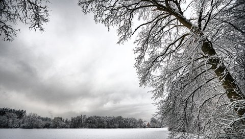 Обои деревья, снег, зима, ветки, иней, белый, холод, trees, snow, winter, branches, frost, white, cold разрешение 2560x1600 Загрузить