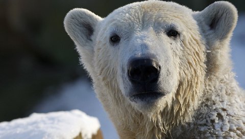 Обои морда, взгляд, медведь, белый, белый медведь, полярный, face, look, bear, white, polar bear, polar разрешение 2560x1600 Загрузить