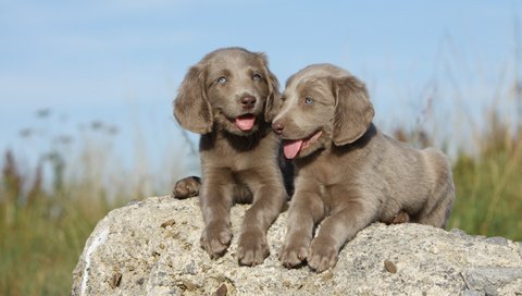 Обои небо, трава, камень, щенки, собаки, веймаранер, the sky, grass, stone, puppies, dogs, the weimaraner разрешение 4752x3168 Загрузить