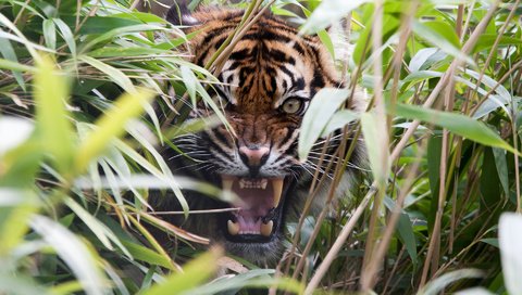 Обои тигр, трава, ярость, клыки, хищник, оскал, пасть, tiger, grass, rage, fangs, predator, grin, mouth разрешение 1920x1200 Загрузить