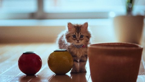 Обои кошка, горшки, котенок, пушистый, паркет, cat, pots, kitty, fluffy, flooring разрешение 2880x1800 Загрузить