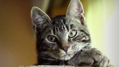Обои морда, кот, кошка, взгляд, серый, полосатый, милый, face, cat, look, grey, striped, cute разрешение 1920x1200 Загрузить