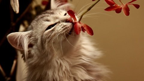 Обои цветок, кот, кошка, пушистый, запах, flower, cat, fluffy, the smell разрешение 2560x1600 Загрузить