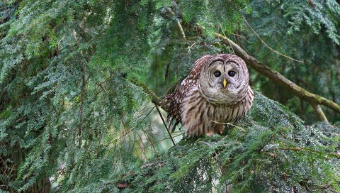 Обои сова, лес, хвоя, ветки, птица, пестрая неясыть, owl, forest, needles, branches, bird, a barred owl разрешение 2048x1365 Загрузить