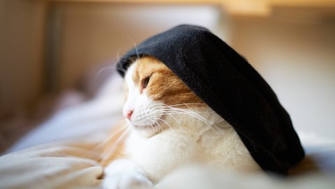 Обои кот, кошка, шляпка, сонная, бело-рыжая, cat, hat, sleepy, white-red разрешение 2048x1365 Загрузить