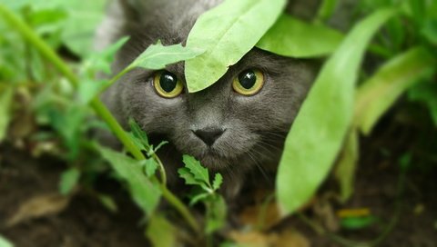 Обои морда, трава, кот, кошка, взгляд, охота, желтые глаза, face, grass, cat, look, hunting, yellow eyes разрешение 1920x1080 Загрузить