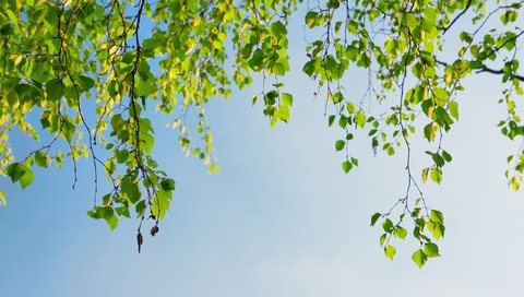 Обои небо, дерево, листья, ветки, весна, береза, the sky, tree, leaves, branches, spring, birch разрешение 2560x1600 Загрузить