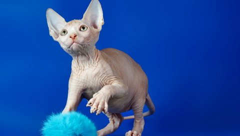 Обои кот, кошка, взгляд, синий фон, сфинкс, cat, look, blue background, sphinx разрешение 2560x1600 Загрузить