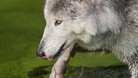 Обои вода, хищник, язык, волк, тина, млекопитающее, морда.профиль, water, predator, language, wolf, tina, mammal, face.profile разрешение 2048x1363 Загрузить