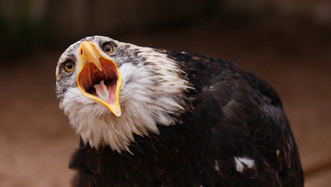 Обои белоголовый орлан, глаза, природа, орел, хищник, птица, клюв, перья, крик, bald eagle, eyes, nature, eagle, predator, bird, beak, feathers, creek разрешение 2560x1600 Загрузить
