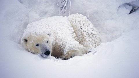 Обои снег, медведь, белый, арктика, полярный, северный, snow, bear, white, arctic, polar, north разрешение 2560x1699 Загрузить