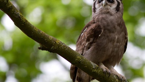 Обои сова, ветка, взгляд, сидит, птица, клюв, перья, owl, branch, look, sitting, bird, beak, feathers разрешение 2048x1365 Загрузить