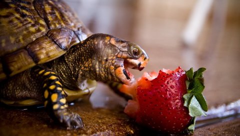 Обои животные, клубника, черепаха, панцирь, обед, рептилия, animals, strawberry, turtle, shell, lunch, reptile разрешение 1920x1200 Загрузить