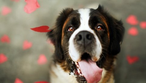 Обои морда, взгляд, собака, язык, сердечки, сенбернар, face, look, dog, language, hearts, st. bernard разрешение 1920x1200 Загрузить