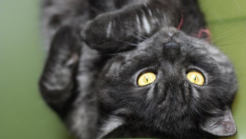 Обои кот, кошка, черный, лежит, полосатый, cat, black, lies, striped разрешение 1920x1200 Загрузить