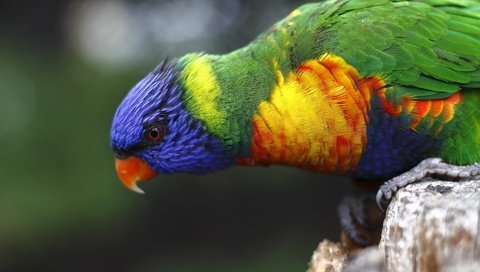 Обои разноцветный, птица, попугай, красочный, радужный лорикет, colorful, bird, parrot, rainbow lorikeet разрешение 1920x1280 Загрузить