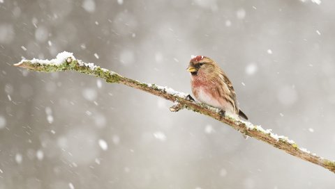 Обои ветка, снег, зима, птицы, птица, зяблик, чечётка, branch, snow, winter, birds, bird, chaffinch, tap dance разрешение 2048x1365 Загрузить