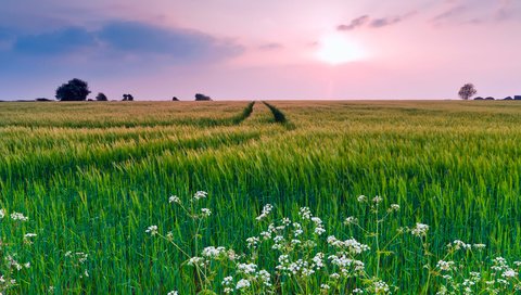 Обои небо, цветы, трава, облака, вечер, природа, поле, лето, the sky, flowers, grass, clouds, the evening, nature, field, summer разрешение 2560x1600 Загрузить