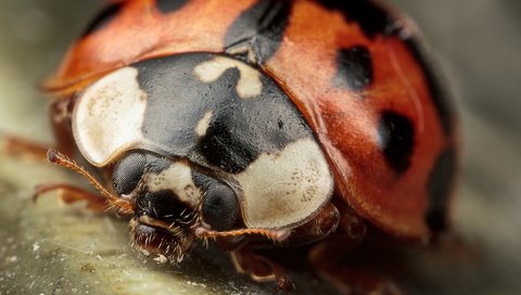 Обои жук, макро, насекомые, божья коровка, крупным планом, beetle, macro, insects, ladybug, closeup разрешение 1920x1200 Загрузить