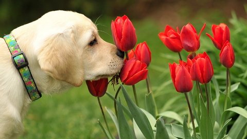 Обои цветы, собака, щенок, тюльпаны, ошейник, лабродор, flowers, dog, puppy, tulips, collar, labrador разрешение 1920x1200 Загрузить