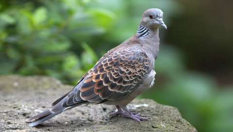 Обои природа, птицы, камень, голубь, рыжая горлица, горлица, nature, birds, stone, dove, red dove, turtledove разрешение 1920x1200 Загрузить