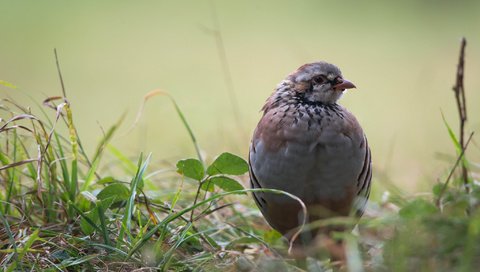 Обои трава, листья, птица, куропатка, grass, leaves, bird, partridge разрешение 2048x1367 Загрузить