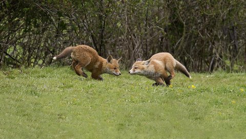 Обои трава, деревья, лес, лиса, лисички, лисы, grass, trees, forest, fox, chanterelles разрешение 2048x1366 Загрузить