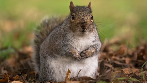 Обои листья, осень, животное, белка, грызун, leaves, autumn, animal, protein, rodent разрешение 2048x1508 Загрузить