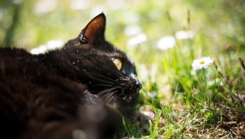 Обои трава, природа, кот, кошка, черный. цветы, grass, nature, cat, black. flowers разрешение 1920x1200 Загрузить