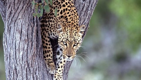 Обои дерево, взгляд, леопард, хищник, большая кошка, tree, look, leopard, predator, big cat разрешение 2048x1336 Загрузить