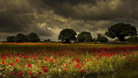 Обои цветы, деревья, природа, поле, маки, луг, ромашки, грозовое небо, flowers, trees, nature, field, maki, meadow, chamomile, stormy sky разрешение 1920x1200 Загрузить