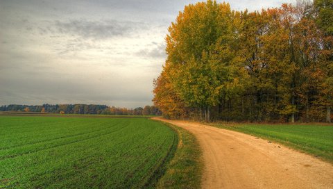 Обои дорога, поворот, трава, пасмурно, деревья, зелень, лес, поле, лето, просёлочная, road, turn, grass, overcast, trees, greens, forest, field, summer, country разрешение 2560x1600 Загрузить