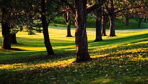 Обои трава, деревья, листья, парк, осень, солнечный день, grass, trees, leaves, park, autumn, sunny day разрешение 1920x1200 Загрузить