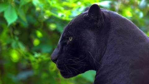 Обои природа, хищник, профиль, пантера, черная, nature, predator, profile, panther, black разрешение 1920x1200 Загрузить