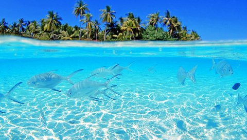 Обои рыбы, остров, тропики, мальдивы, fish, island, tropics, the maldives разрешение 2560x1600 Загрузить