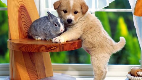 Обои собака, щенок, кролик, дружба, друзья, крольчонок, dog, puppy, rabbit, friendship, friends разрешение 2560x1920 Загрузить