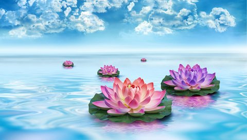 Обои небо, цветы, облака, вода, листья, красота, лотосы, the sky, flowers, clouds, water, leaves, beauty, lotus разрешение 2880x1800 Загрузить