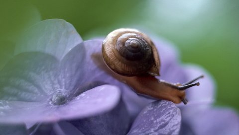 Обои цветок, лепестки, улытка, makro, fialki, гортензия, брюхоногий моллюск, flower, petals, ulitka, hydrangea разрешение 2560x1600 Загрузить