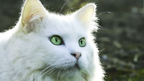 Обои рисунок, кот, кошка, взгляд, белый кот, figure, cat, look, white cat разрешение 2880x1800 Загрузить