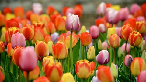 Обои цветы, разноцветные, весна, тюльпаны, много, flowers, colorful, spring, tulips, a lot разрешение 1920x1200 Загрузить