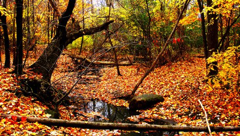 Обои желтый, лес, листья, пейзаж, ручей, листва, осень, yellow, forest, leaves, landscape, stream, foliage, autumn разрешение 3648x2736 Загрузить