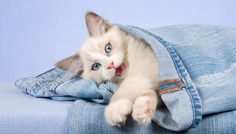 Обои кошка, взгляд, котенок, джинсы, голубые глаза, cat, look, kitty, jeans, blue eyes разрешение 2880x1800 Загрузить