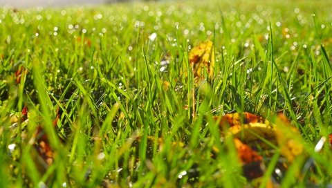 Обои трава, листья, роса, капли, осень, размытость, grass, leaves, rosa, drops, autumn, blur разрешение 2880x1800 Загрузить