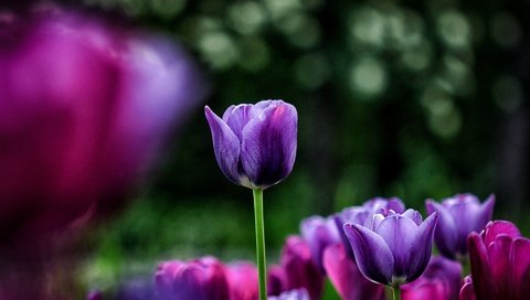 Обои цветы, весна, тюльпаны, фиолетовые, flowers, spring, tulips, purple разрешение 1920x1200 Загрузить