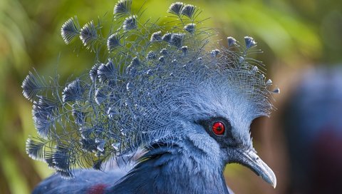 Обои птицы, птица, клюв, перья, голубь, victoria crowned pigeon, венценосный, веероносный, веероносный венценосный голубь, birds, bird, beak, feathers, dove, crowned, aeronomy разрешение 2700x1801 Загрузить